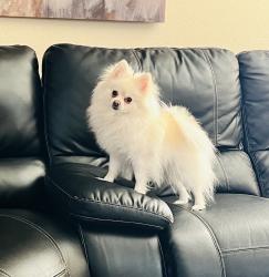 Lost Female Dog last seen Calico, Henderson, NV 89011