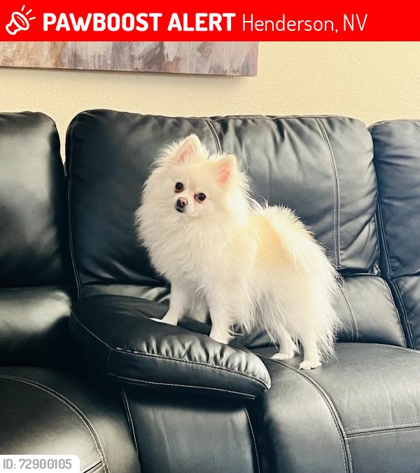 Lost Female Dog last seen Calico, Henderson, NV 89011