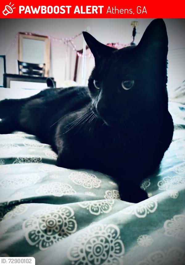 Lost Male Cat last seen Legacy apmt complex east side athens ga , Athens, GA 30605