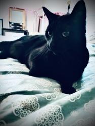 Lost Male Cat last seen Legacy apmt complex east side athens ga , Athens, GA 30605