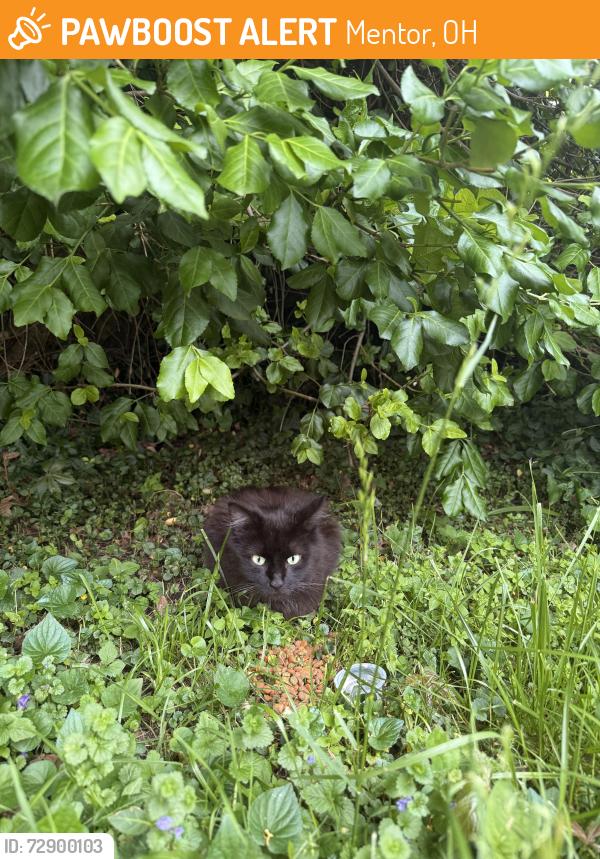 Found/Stray Unknown Cat last seen Neighborhood by Shore Middle School. Off Lakeshore Blvd., Mentor, OH 44060