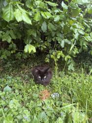 Found/Stray Unknown Cat last seen Neighborhood by Shore Middle School. Off Lakeshore Blvd., Mentor, OH 44060