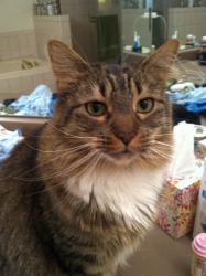 Lost Female Cat last seen 136th & Main Street, Broomfield, Broomfield, CO 80020