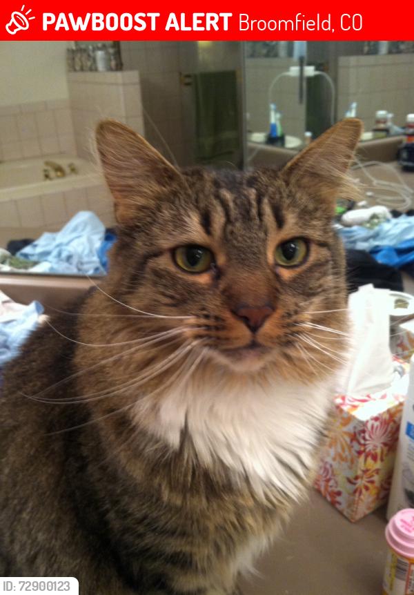 Lost Female Cat last seen 136th & Main Street, Broomfield, Broomfield, CO 80020