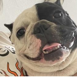 Lost Female Dog last seen West park , West Park, FL 33023