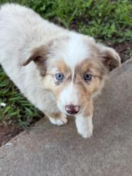 Lost Female Dog last seen Lauren Flynn Dr & Dobbins Bridge Rd, Anderson County, SC 29626