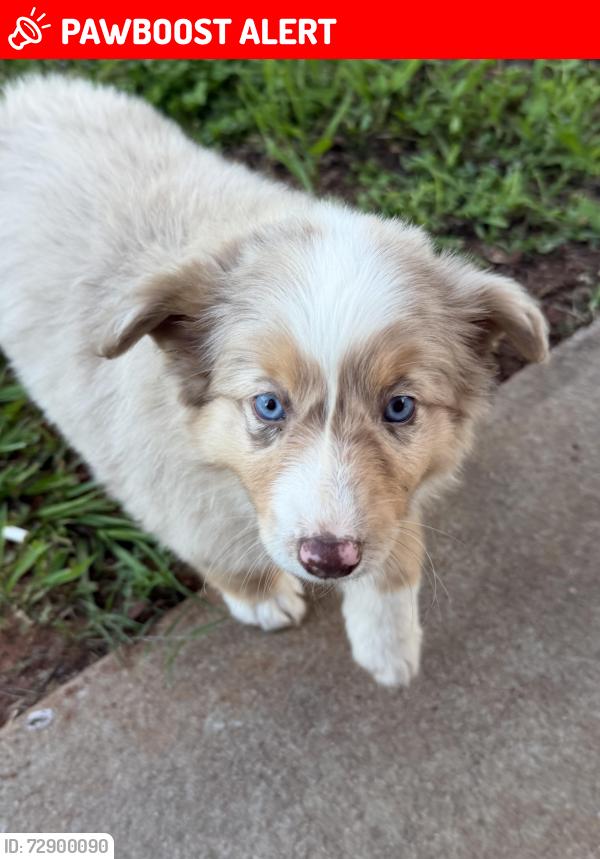 Lost Female Dog last seen Lauren Flynn Dr & Dobbins Bridge Rd, Anderson County, SC 29626