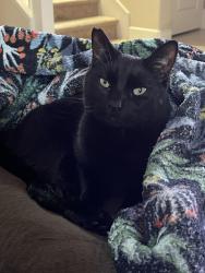 Lost Male Cat last seen Spring and elk rein loop, Moorpark, CA 93021
