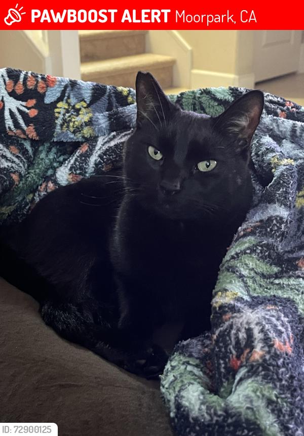 Lost Male Cat last seen Spring and elk rein loop, Moorpark, CA 93021