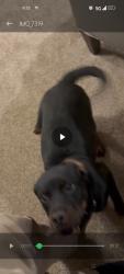 Found/Stray Female Dog last seen Queens village drive, Owings mill Maryland , Owings Mills, MD 21117