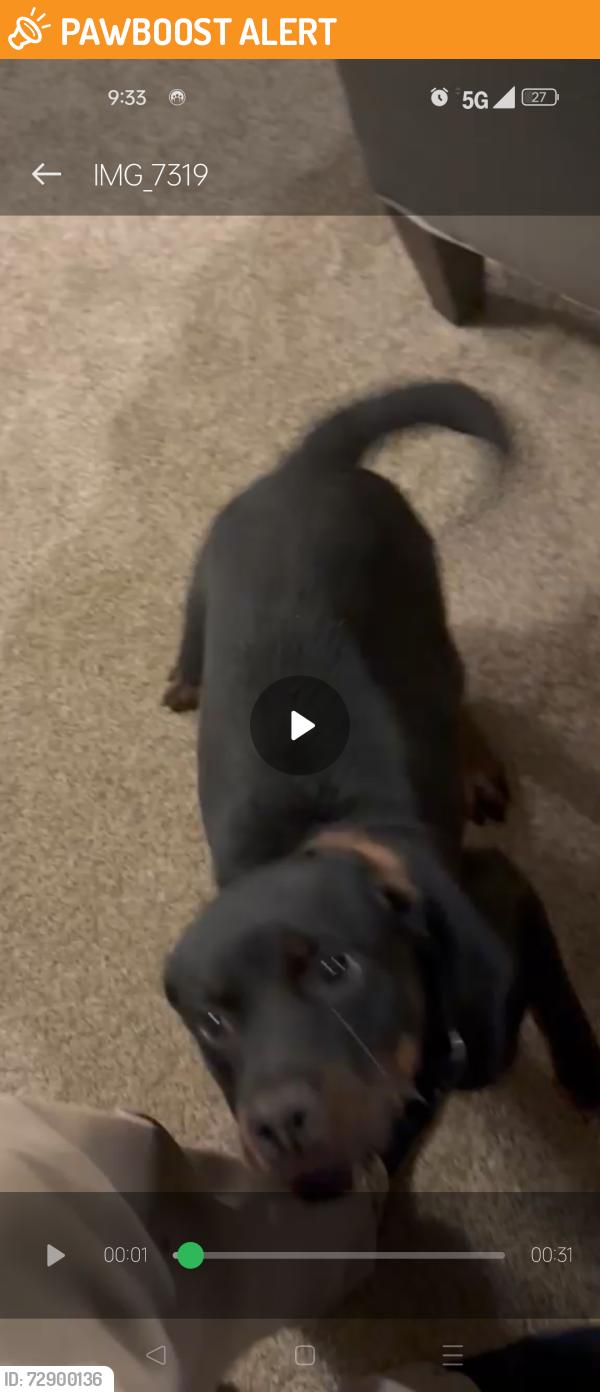 Found/Stray Female Dog last seen Queens village drive, Owings mill Maryland , Owings Mills, MD 21117