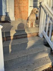 Lost Male Dog last seen Iconic shores, Mechanicsville, MD 20659