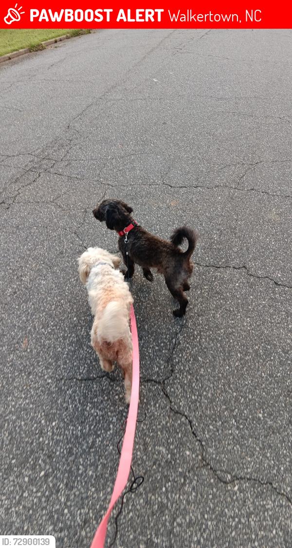 Lost Male Dog last seen Gerald st, Walkertown, NC 27051