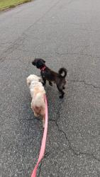 Lost Male Dog last seen Gerald st, Walkertown, NC 27051
