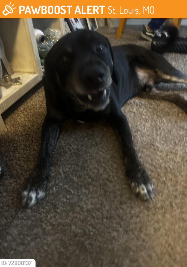 Found/Stray Male Dog last seen The Arlington apmts , St. Louis, MO 63146