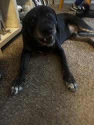 Found/Stray Male Dog last seen The Arlington apmts , St. Louis, MO 63146