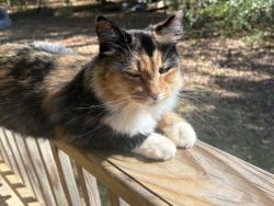 Lost Female Cat last seen Miss amber way, Locust Grove, GA 30248