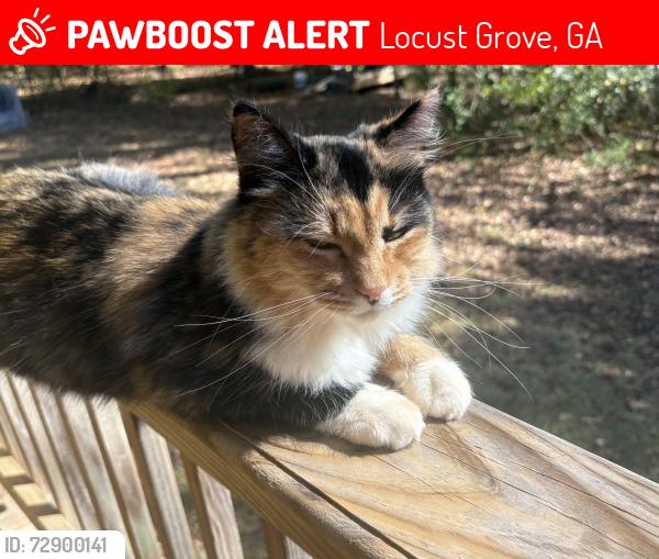 Lost Female Cat last seen Miss amber way, Locust Grove, GA 30248