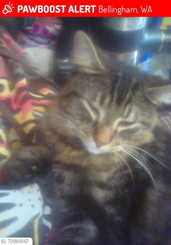 Lost Male Cat last seen State st and laurel, Bellingham, WA 98225