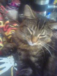Lost Male Cat last seen State st and laurel, Bellingham, WA 98225