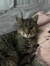 Lost Male Cat last seen Furber Vale, BS5, Bristol City, England BS5 8PZ