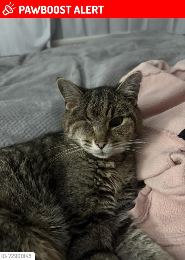 Lost Male Cat last seen Furber Vale, BS5, Bristol City, England BS5 8PZ