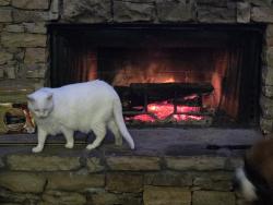 Lost Female Cat last seen Pecks mill creek rd & Copper Ridge Subdivision , Dahlonega, GA 30533