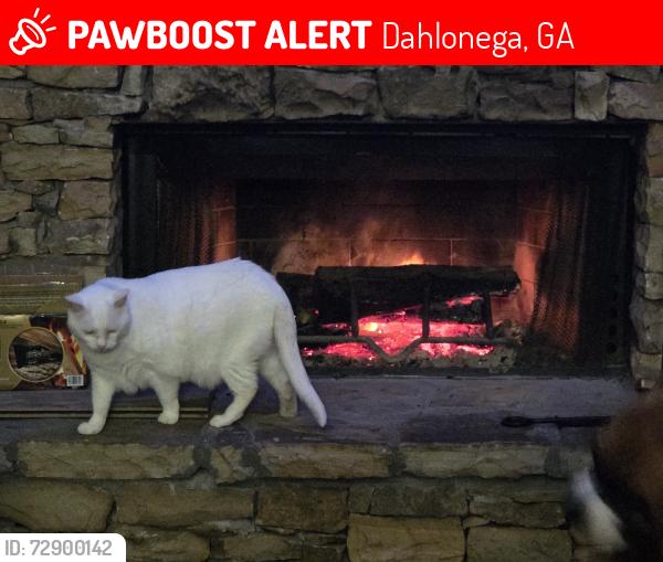 Lost Female Cat last seen Pecks mill creek rd & Copper Ridge Subdivision , Dahlonega, GA 30533