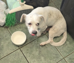 Found/Stray Male Dog last seen Davie blvd , Fort Lauderdale, FL 33312