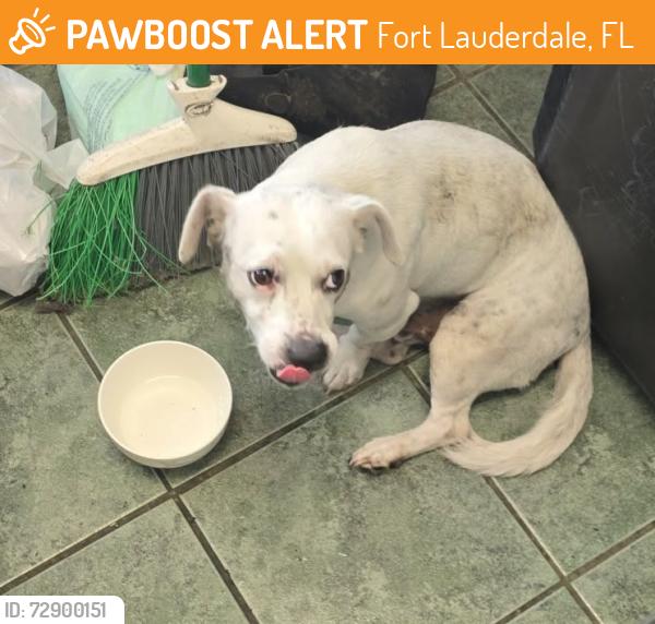 Found/Stray Male Dog last seen Davie blvd , Fort Lauderdale, FL 33312