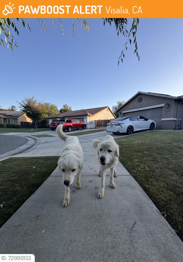 Found/Stray Male Dog last seen W Sedona Ave , Visalia, CA 93291