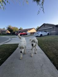 Found/Stray Male Dog last seen W Sedona Ave , Visalia, CA 93291