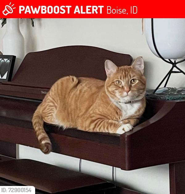 Lost Male Cat last seen Hill rd, Boise, ID 83703