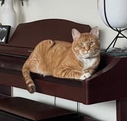 Lost Male Cat last seen Hill rd, Boise, ID 83703
