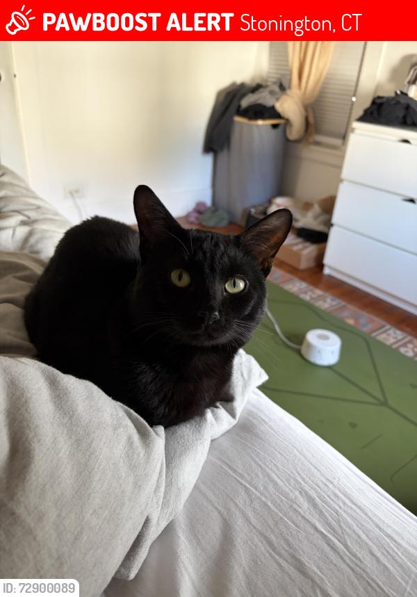 Lost Male Cat last seen Bayview street , Stonington, CT 06378