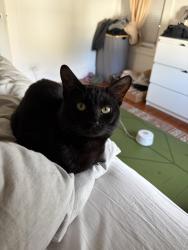 Lost Male Cat last seen Bayview street , Stonington, CT 06378