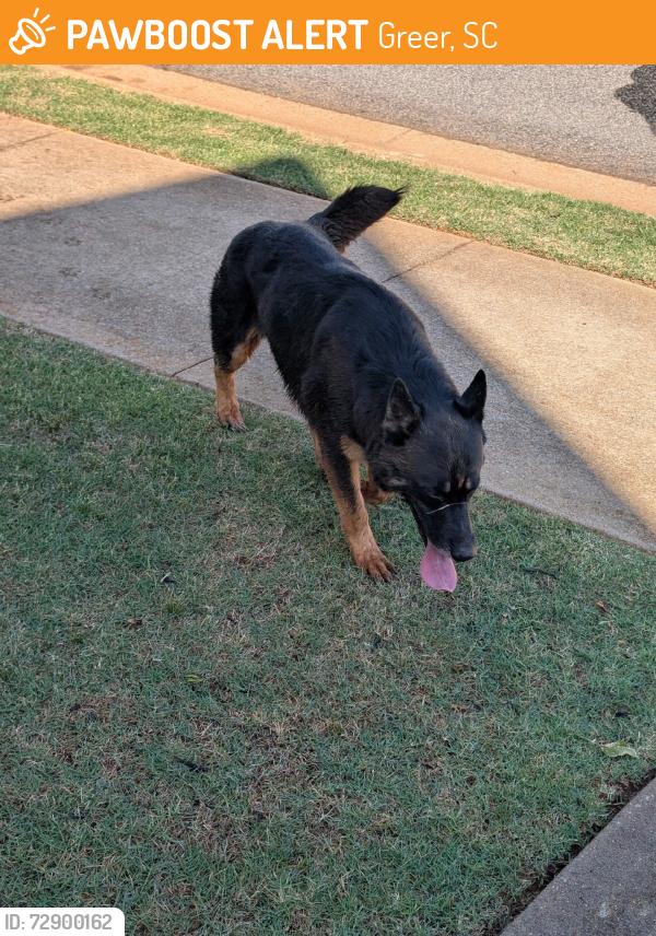 Found/Stray Unknown Dog last seen Bur Oak Taylors SC, Greer, SC 29687
