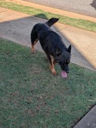 Found/Stray Unknown Dog last seen Bur Oak Taylors SC, Greer, SC 29687