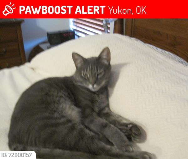 Lost Male Cat last seen Landmark Rd and Sara, Yukon, OK 73099