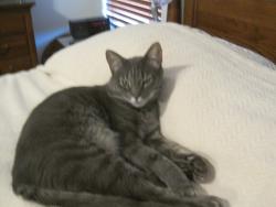 Lost Male Cat last seen Landmark Rd and Sara, Yukon, OK 73099
