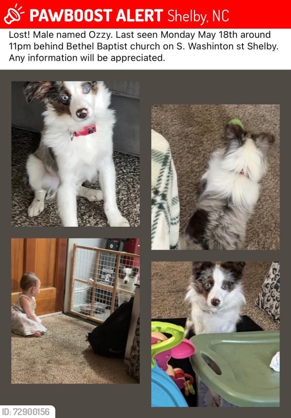 Lost Male Dog last seen Near Bethel baptist church, Shelby, NC 28150