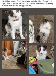 Lost Male Dog last seen Near Bethel baptist church , Shelby, NC 28150