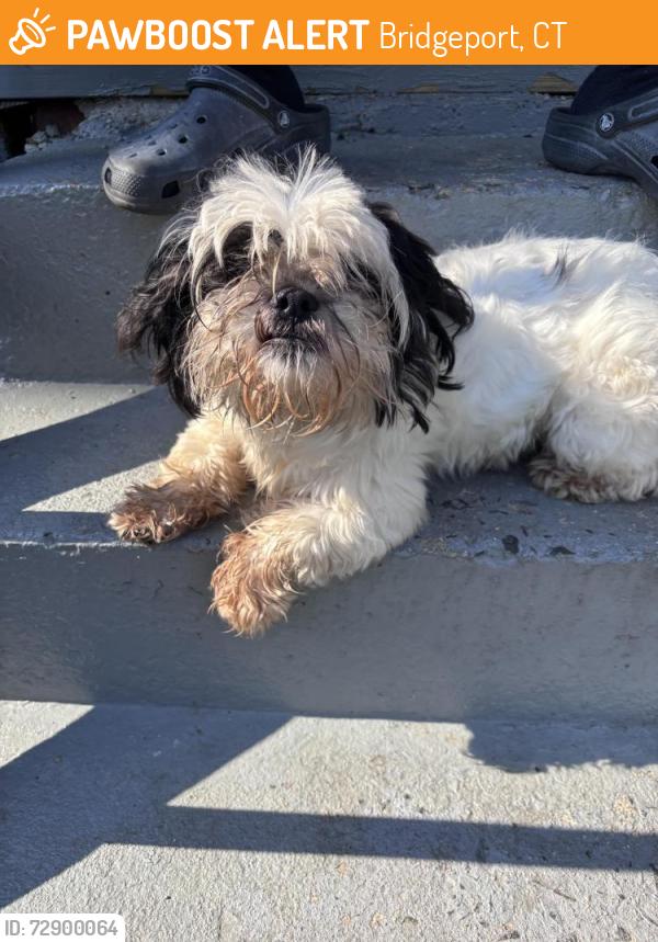 Found/Stray Male Dog last seen William st, Bridgeport, CT 06608