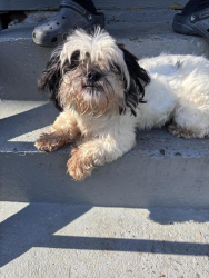 Found/Stray Male Dog last seen William st, Bridgeport, CT 06608