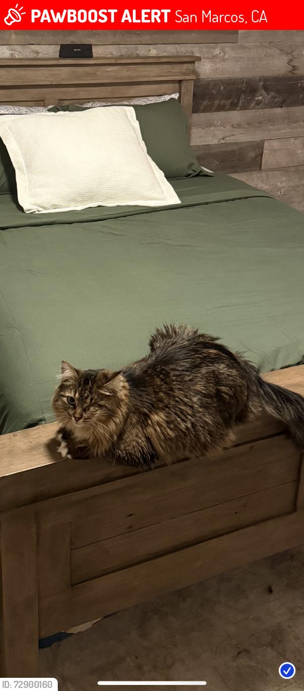 Lost Female Cat last seen Via Dorado, San Marcos, CA 92069