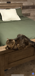 Lost Female Cat last seen Via Dorado, San Marcos, CA 92069