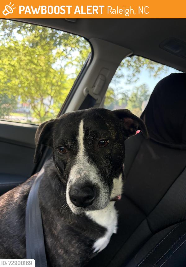 Found/Stray Female Dog last seen Old Coach Road and Iron Horse Road, Raleigh, NC 27616