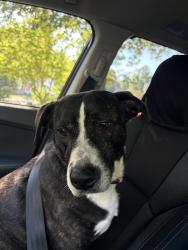 Found/Stray Female Dog last seen Old Coach Road and Iron Horse Road, Raleigh, NC 27616