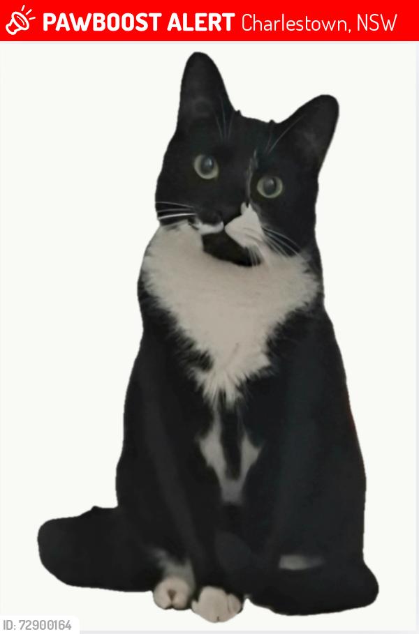 Lost Male Cat last seen Charlestown Netball Courts, Charlestown, NSW 2290
