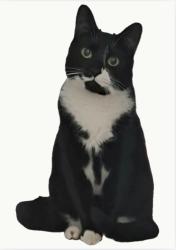 Lost Male Cat last seen Charlestown Netball Courts, Charlestown, NSW 2290